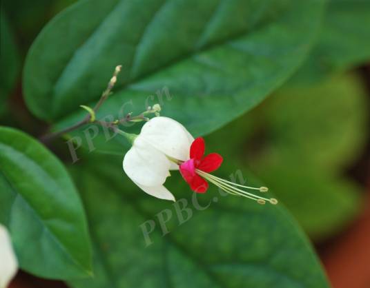 龙吐珠（唇形科大青属植物）
