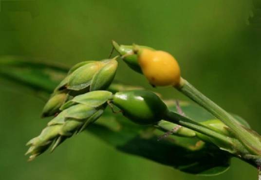 薏苡（禾本科薏苡属植物）