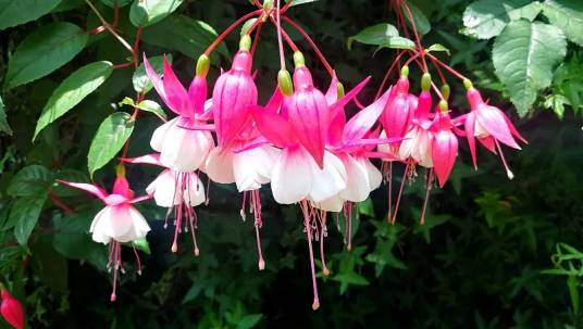 倒挂金钟（柳叶菜科倒挂金钟属植物）