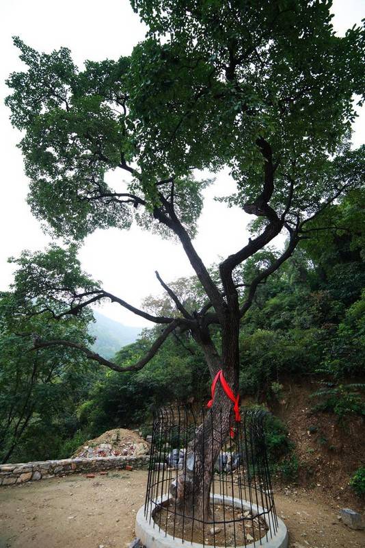 降龙树（千年古树）
