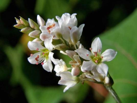 苦荞麦（蓼科荞麦属植物）