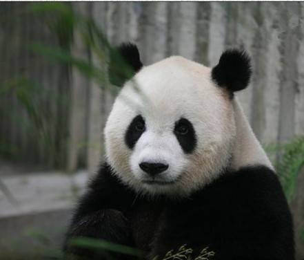 萌萌（2006年出生的大熊猫）