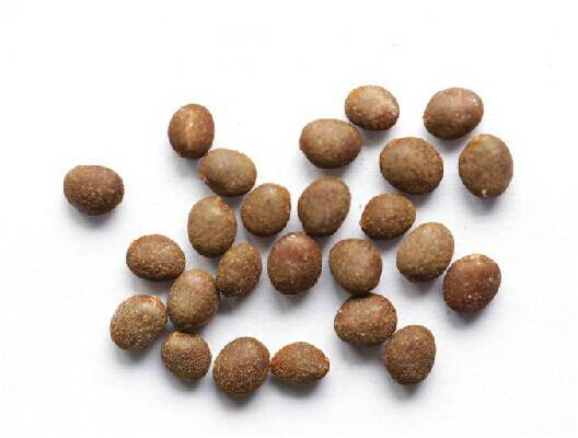 急性子（中药）