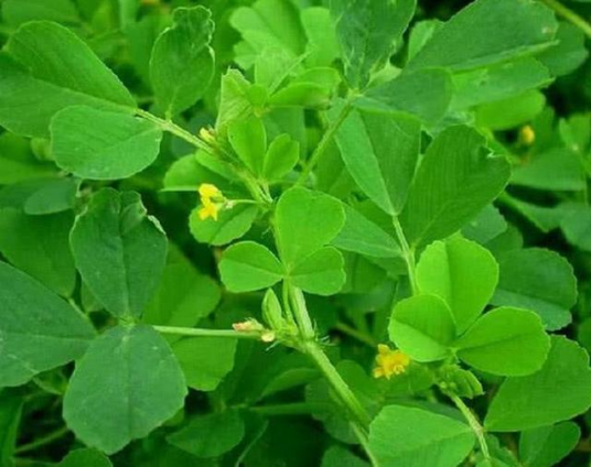 金花菜(豆科植物)