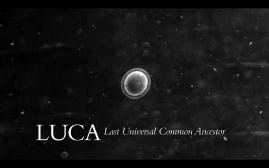 LUCA（所有生物物种的最后共同祖先）