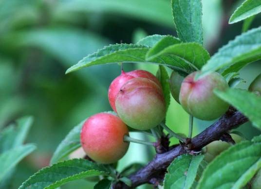 李（蔷薇科李属植物）