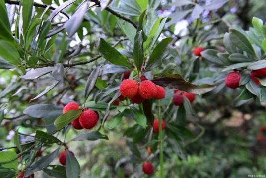 杨梅树（杨梅目杨梅科植物）