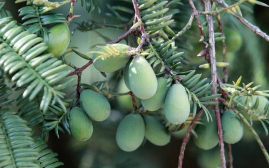 榧子(红豆杉科榧树属植物)