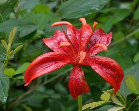 山丹（百合科百合属植物）