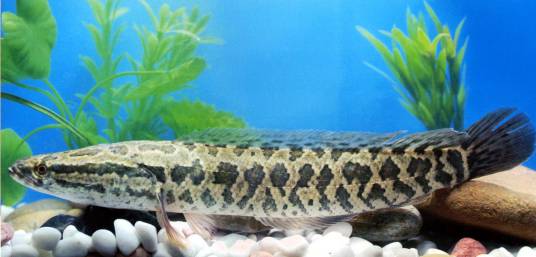 乌鳢(鳢科鳢属一种动物)