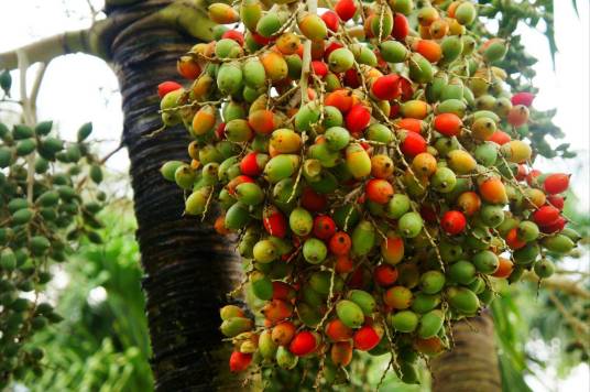 槟榔（棕榈科槟榔属植物）