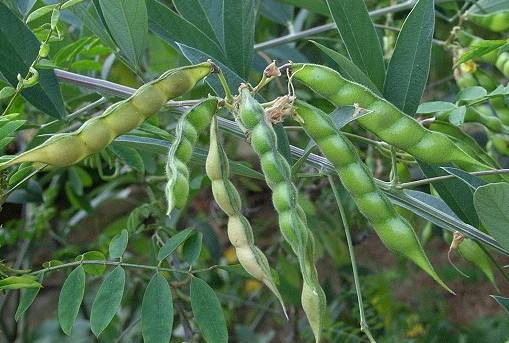 木豆（豆科木豆属植物）