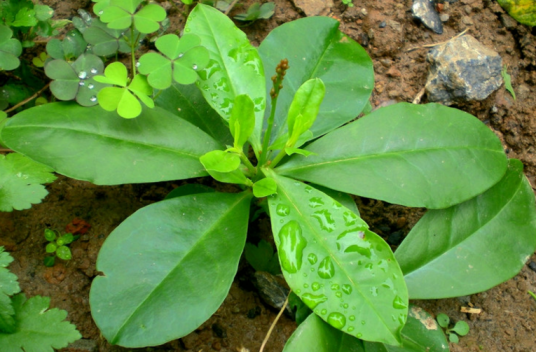 土人参(土人参科土人参属植物)