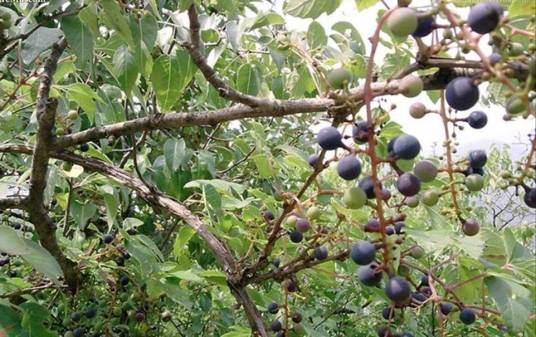 山葡萄（葡萄科葡萄属植物）