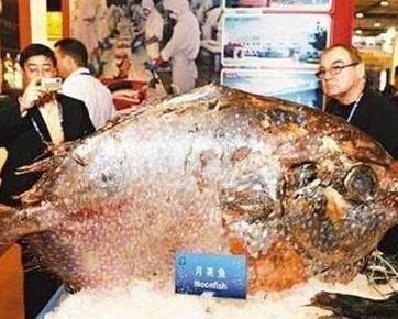 月亮鱼（产于西太平洋地区的鱼类）