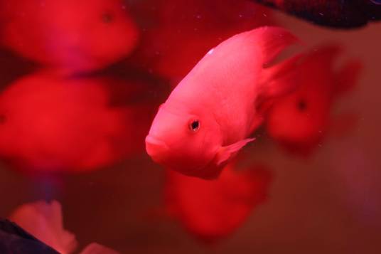 鹦鹉鱼（由南美慈鲷杂交而来的观赏鱼）