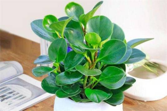 绿宝（紫葳科菜豆树属植物）