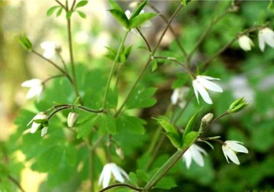 天葵（毛茛科天葵属植物）