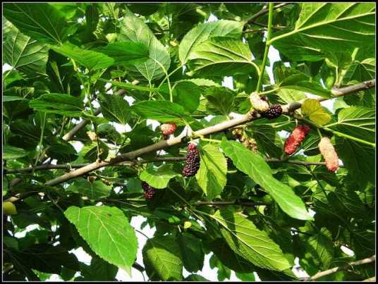 桑枝（桑科桑属植物）