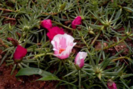 午时花（锦葵科午时花属植物）