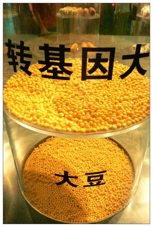 转基因食品（以转基因生物为食品或为原料加工生产的食品）