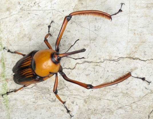 象鼻虫（昆虫纲动物）