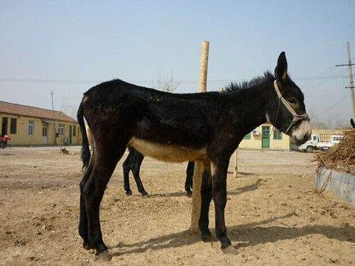 驴(马科马属下的一种动物)