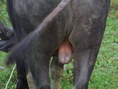 牛宝（牛睾丸的民间叫法）