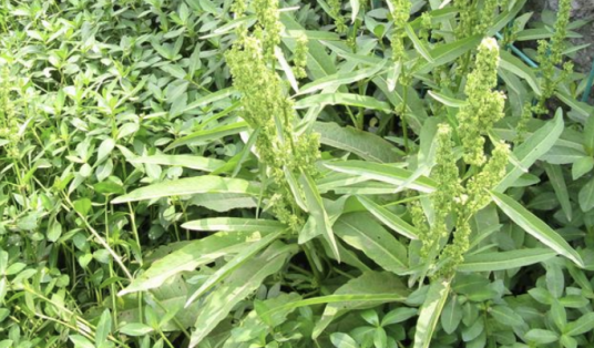 羊蹄（蓼科酸模属植物）