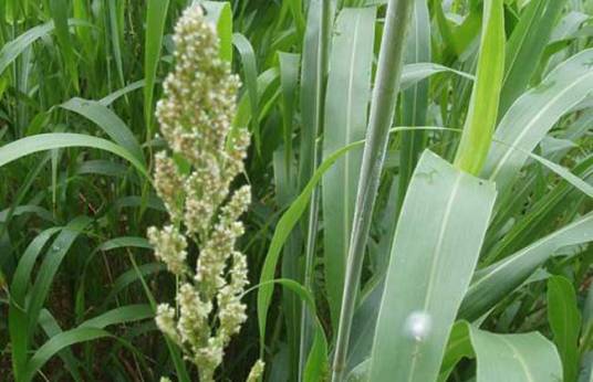 甜高粱(禾本科高粱属植物)
