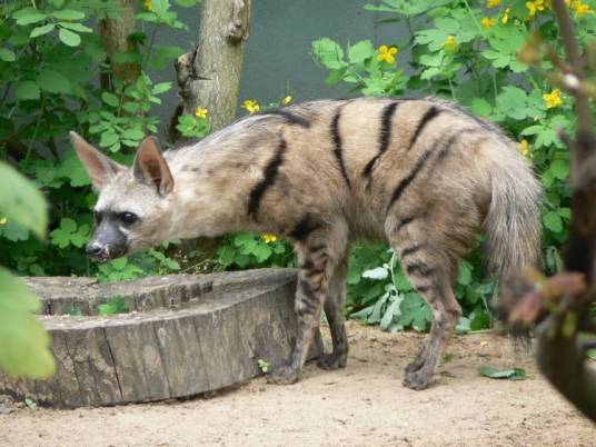 土狼（鬣狗科土狼属动物）