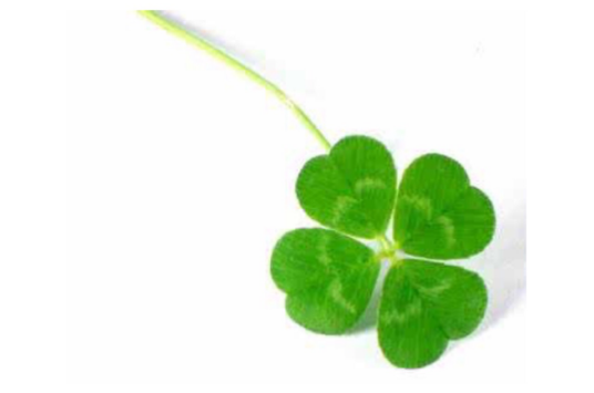 幸运草（豆科车轴草属植物）