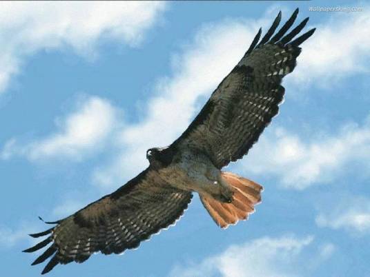 大鹏鸟（中国神话传说中最大的鸟）