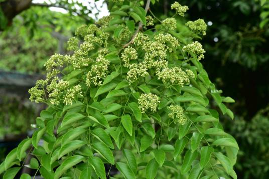 降香（豆科黄檀属的一种植物）