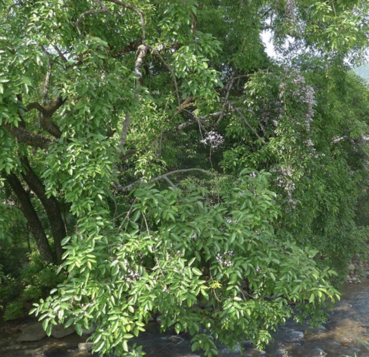 红豆树（豆科红豆属植物）