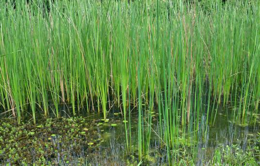 水葱（莎草科藨草属植物）