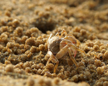 沙蟹（温海潮间带和潮上带生活的优势蟹类）