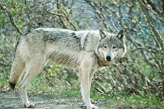 食肉动物（以肉类食物为主的一类动物）