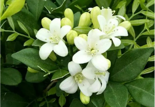 十里香（芸香科九里香属植物）