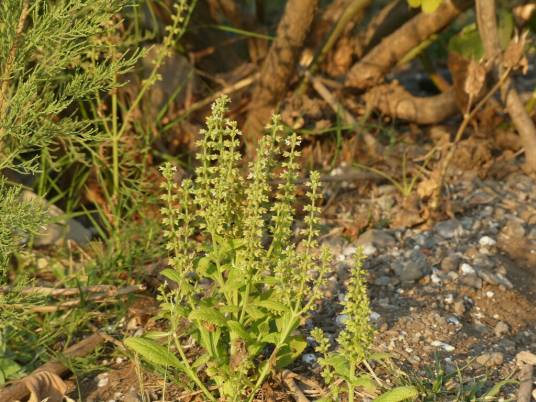 荔枝草（唇形科鼠尾草属的一种植物）