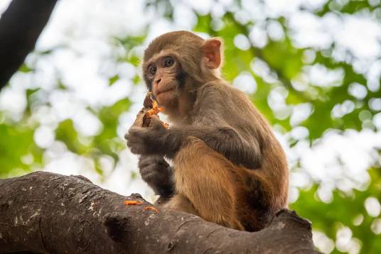 猕猴(哺乳纲动物)