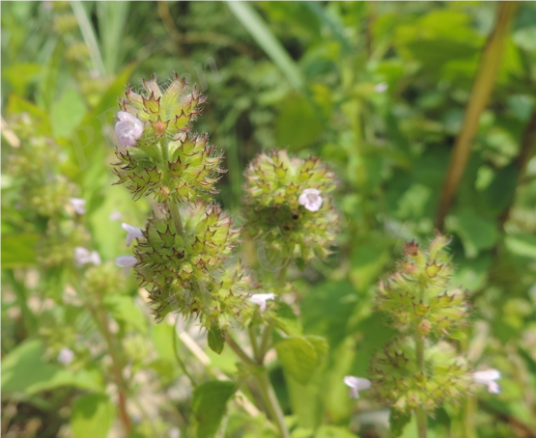 灯笼草（唇形科风轮菜属植物）