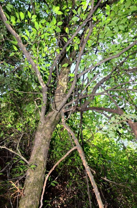 柞木(杨柳科柞木属植物)