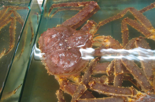 亚拉斯加长脚蟹