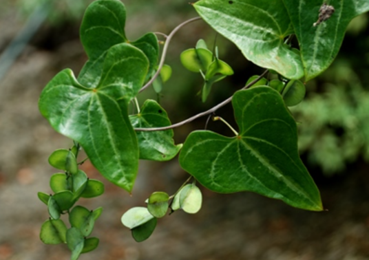 盾叶薯蓣（薯蓣科薯蓣属植物）