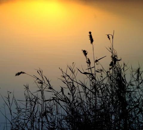 空镜头（电影制作手法）