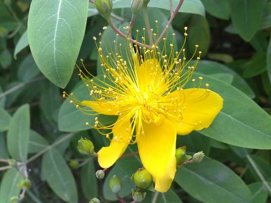 金丝桃（金丝桃科金丝桃属植物）