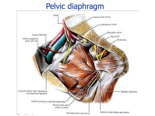 生殖（汉语词汇）