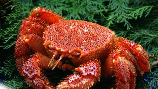红毛蟹