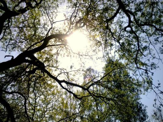 遮阳（汉语词语）